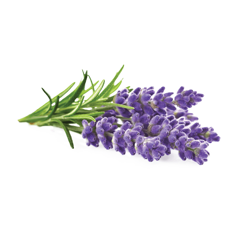 Lavanda